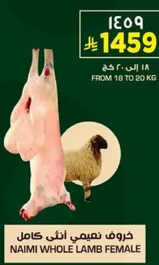 Naimi Whole Lamb Female