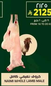 Naimi whole lamb male