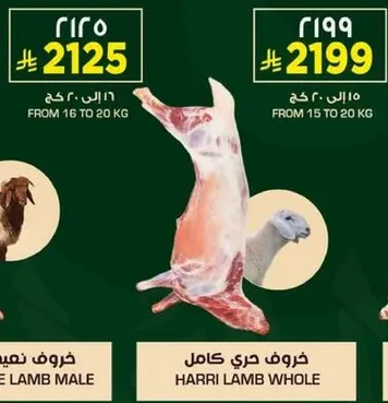 خروف حري كامل