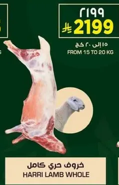 خروف حري كامل