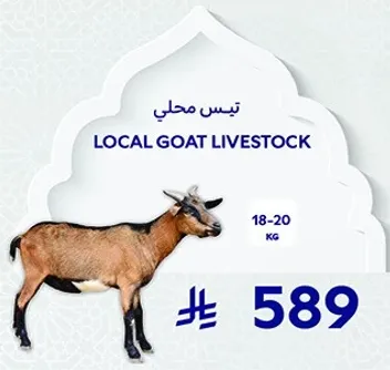 Local goat livestock