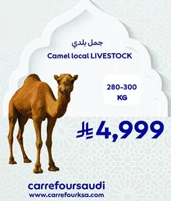 جمل بلدي وزن 280-300 كجم.