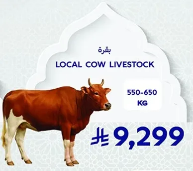 Local cow livestock weighing between 550-650 KG.