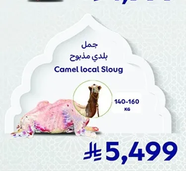 Local camel slaughtered, weight 140-160 KG.