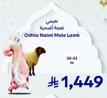Odhia Naimi Male Lamb