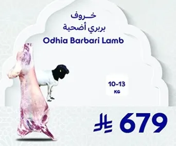 خروف بري اضحيه