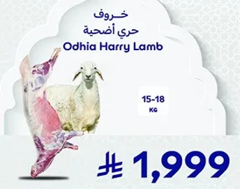 خروف حري اضحيه