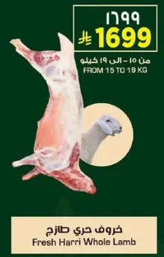 Fresh Harri Whole Lamb