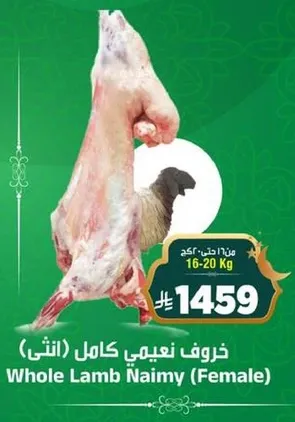 Whole Lamb Naimy (Female) 16-20 Kg