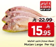 مرجان كبير للكيلو