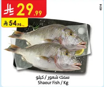 سمك شعور / كيلو