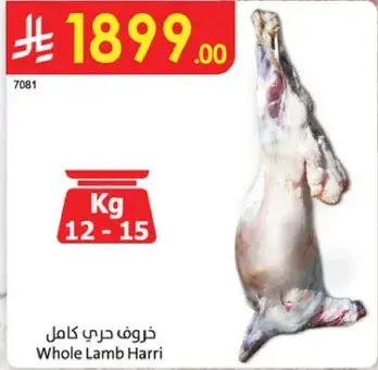 خروف حري كامل