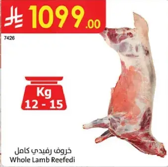 خروف رفيدي كامل