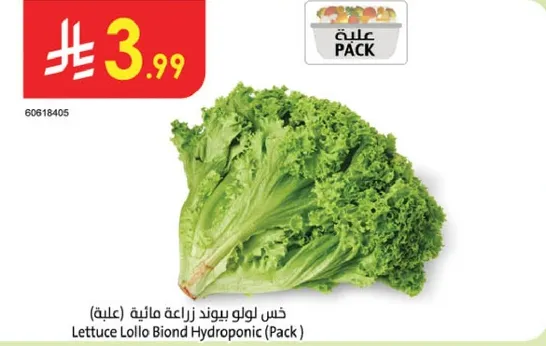 Lettuce Lollo Biond Hydroponic (Pack)