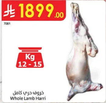 خروف حري كامل