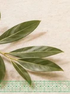 Bay leaves are aromatic leaves used in cooking for flavoring.