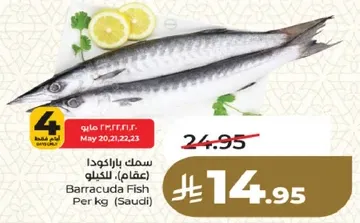 Barracuda Fish Per kg (Saudi)