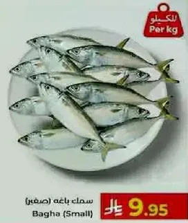 سمك باغه (صغير)