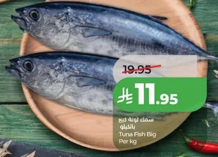سمك تونه كبير بالكيلو