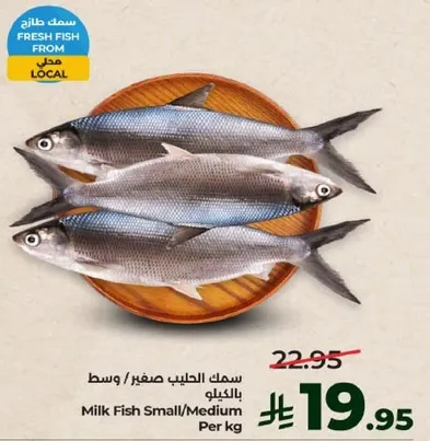 سمك الحليب صغير/وسط بالكيلو