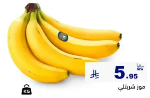 موز شيرتلي