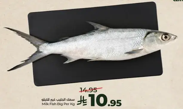 سمك الحليب كبير الكيلو.
