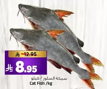 سمكه السلور /كيلو