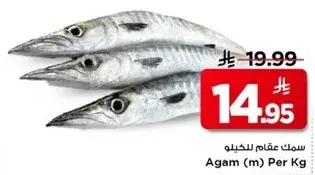 سمك عقام للكيلو