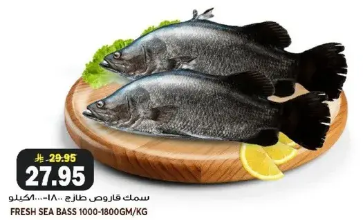 سمك قاروص طازج 1000-1800جم/كجم