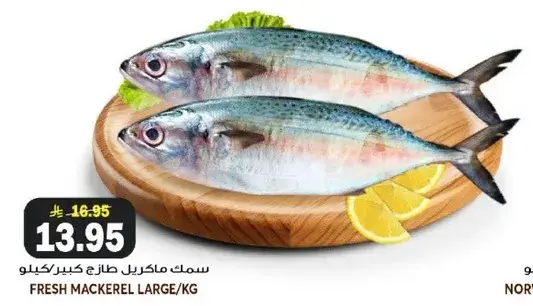 سمك ماكريل طازج كبير/كيلو