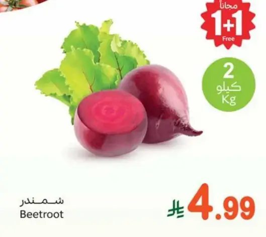 شمندر