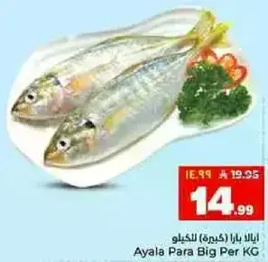 ايا لا بارا (كبيره) بالكيلو