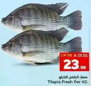 سمك البلطي الطازج للكيلو