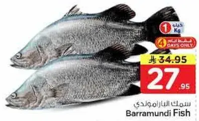 سمك الباراموندي.. حجم