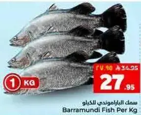 سمك الباراموندي الكيلو