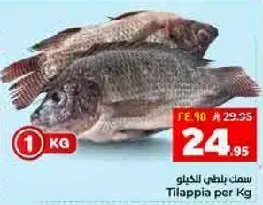 سمك بلطي للكيلو