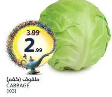 ملفوف