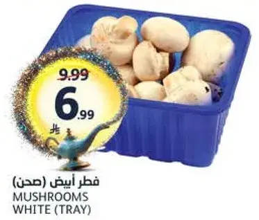 فطر ابيض