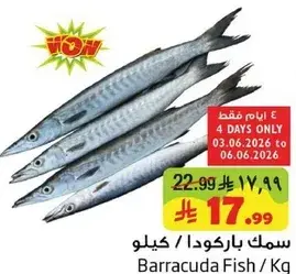 سمك باركودا / كيلو