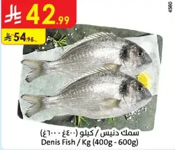 سمك دنيس / كيلو