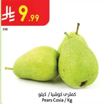 كمثري كوشيا / كيلو