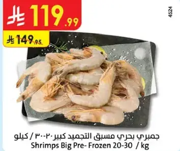 جمبري بحري مسقع التجميد كبير 20-30 / كيلو