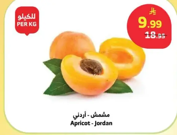 مشموش - اردني