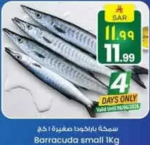 سمكه باراكودا صغيره 1 كجم