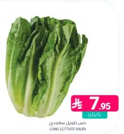 خس طويل سعودي.