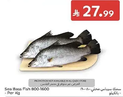 سمك سيباس محلي 800-1600 - بالكيلو