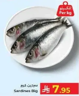 سردين كبير