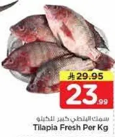 سمك البلطي طازج لكل كيلو