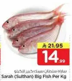 ساره سلطان سمك كبير للكيلو