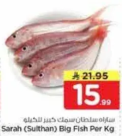 ساره (سلطان) سمك كبير لكل كجم